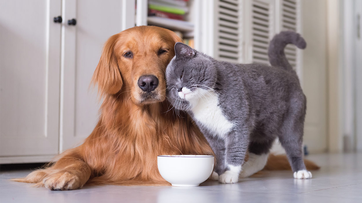 can-cats-eat-dog-food-header